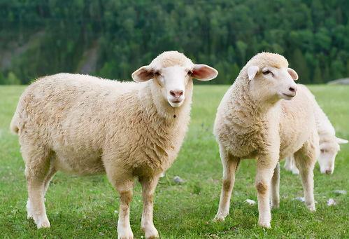 羊了个羊娱乐吃瓜爆料